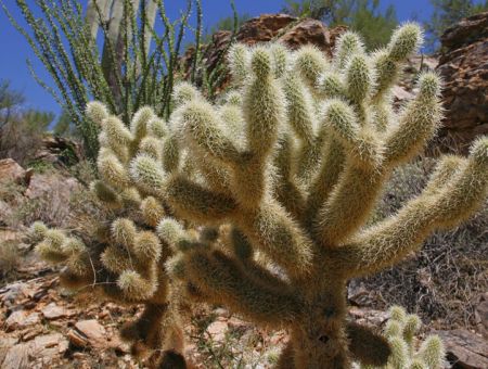 Teddy Bear Cholla Cactus