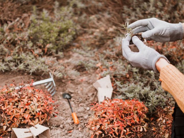 a woman planting desert trees