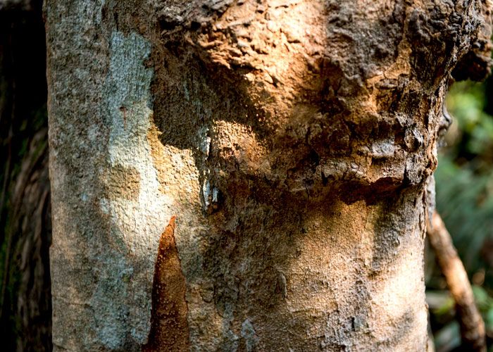 a tree branch with Palo Verde Tree Disease