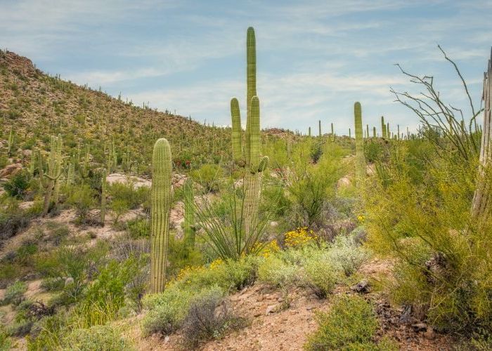 arizona saguaro cactus