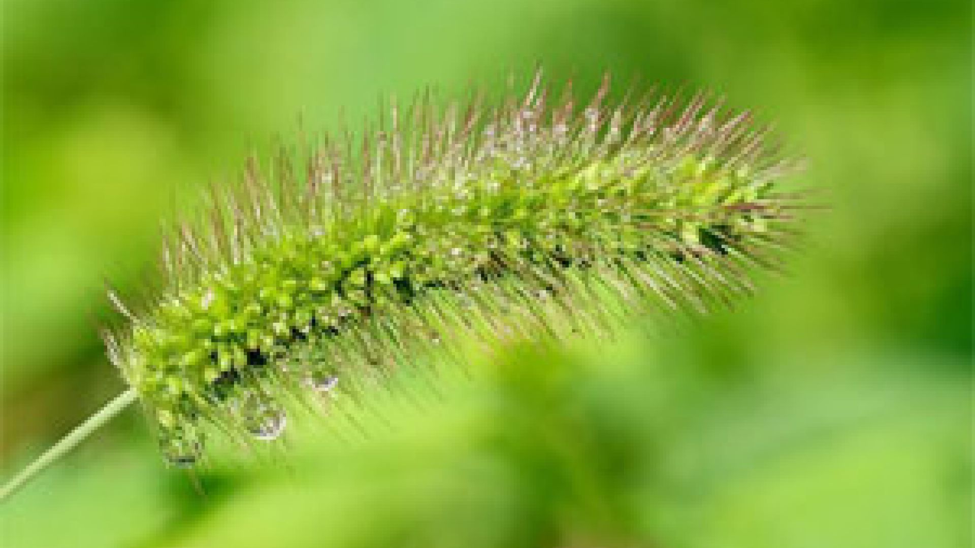Green Foxtail
